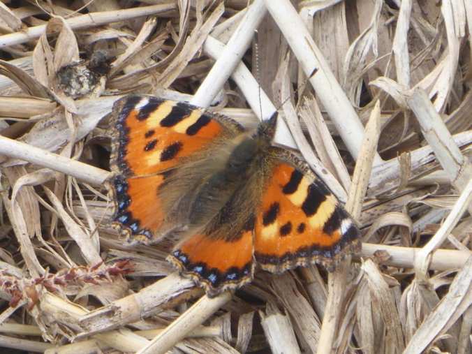 tortoise shell butterfly boardwalk Hinksey Heights Nature Trail Oxford South Hinksey Botley golf course walking hiking insects wildlife