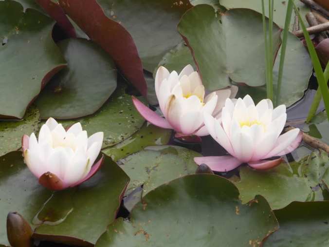 water lilies, pond, Hinksey Heights Nature Trail, Oxford, South Hinksey, Botley, walking, hiking, golf course