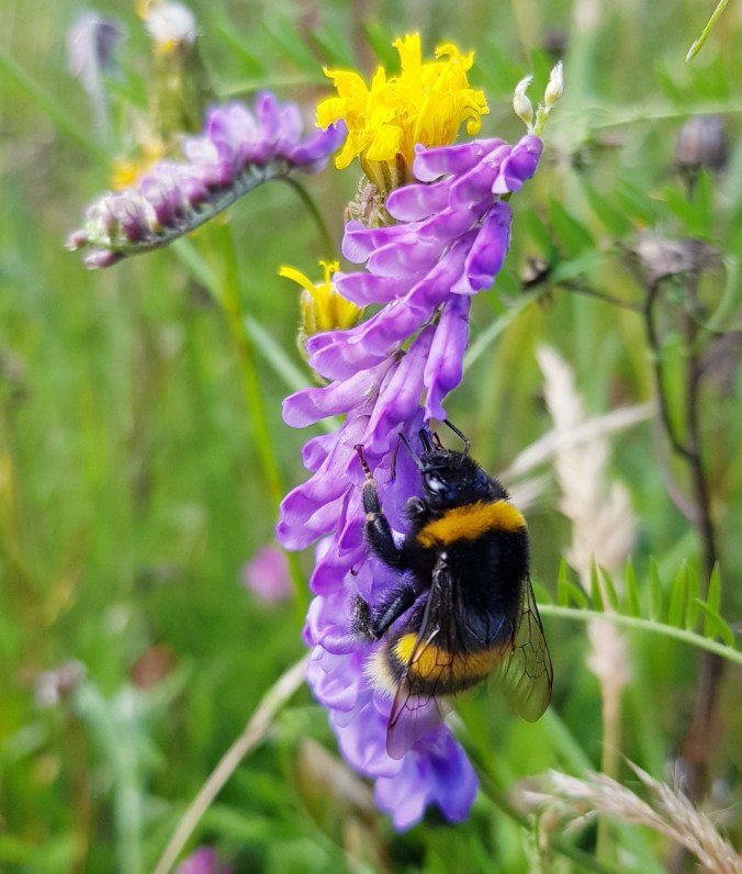 Bumble bee wildlife insects Hinksey Heights Nature Trail Oxford South Hinksey Botley boardwalk hiking walking golf course